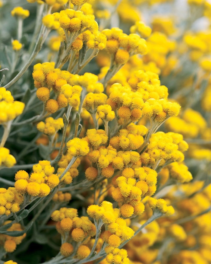 Flambe® Yellow - Chrysocephalum apiculatum Flambe® Yellow - Chrysocephalum apiculatum