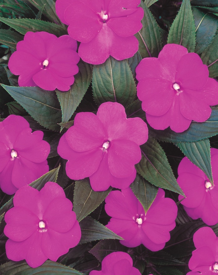 Infinity® Light Purple - Impatiens hawkeri 'New Guinea Impatiens' Infinity® Light Purple - Impatiens hawkeri 'New Guinea Impatiens'