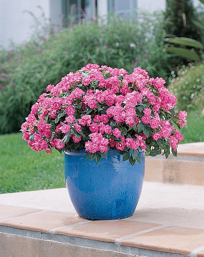 Impatiens, Double - Impatiens walleriana 'Fiesta Bonita™ Rose' Impatiens, Double - Impatiens walleriana 'Fiesta Bonita™ Rose'