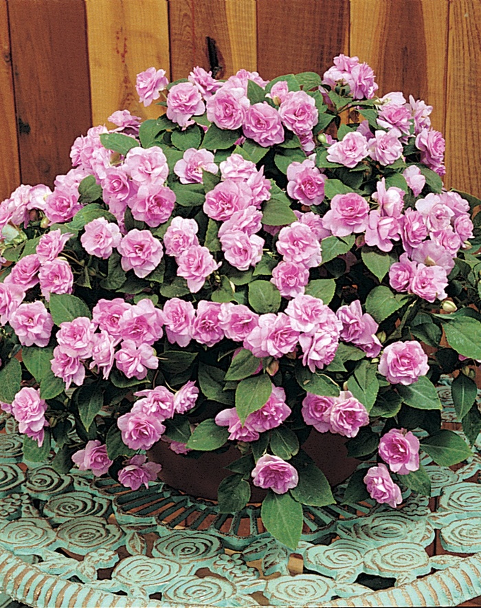 Impatiens, Double - Impatiens walleriana 'Fiesta™ White' Impatiens, Double - Impatiens walleriana 'Fiesta™ White'