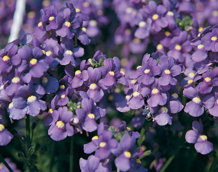 Bluebird - Nemesia fruticans Bluebird - Nemesia fruticans