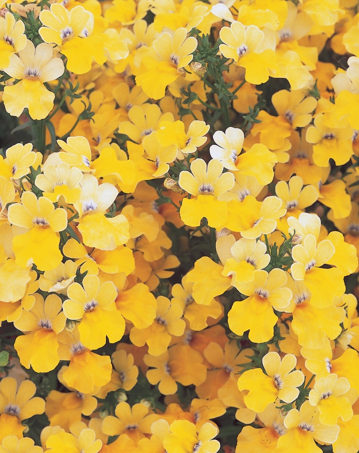 Sunsatia® Lemon - Nemesia hybrid