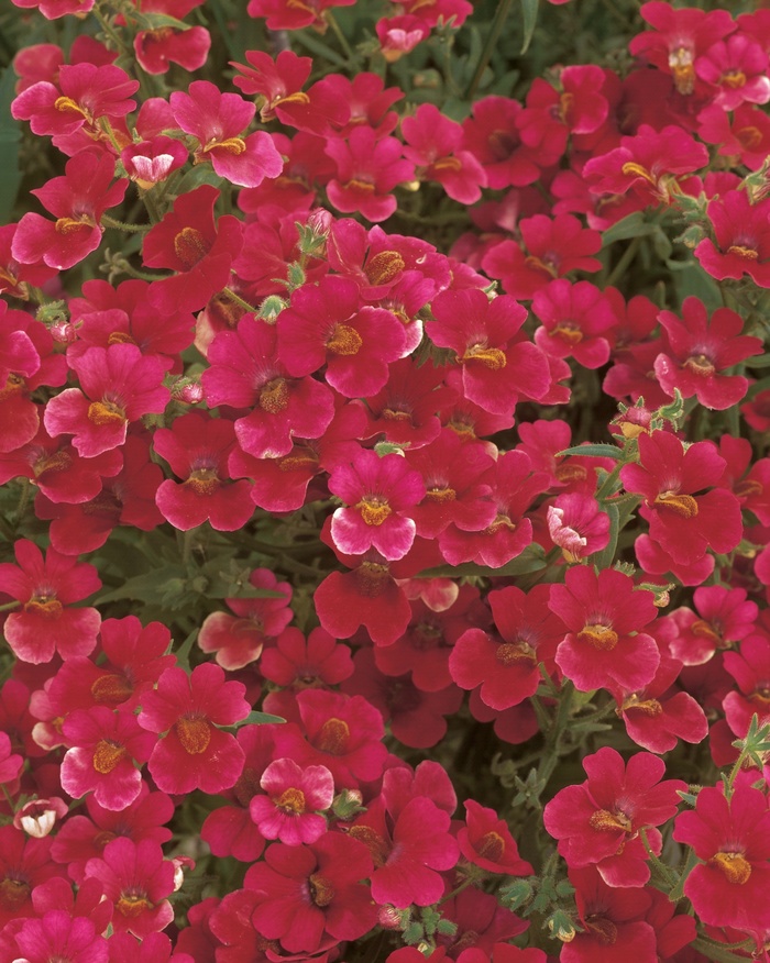 Sunsatia® Cranberry - Nemesia hybrid