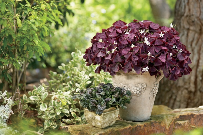 Charmed® Wine - Oxalis hybrid