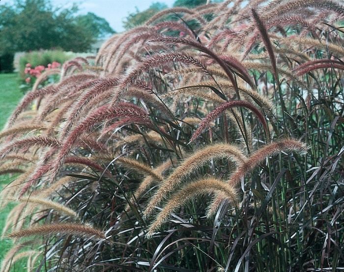 Purple Fountain Grass - Pennisetum setaceum 'Rubrum'