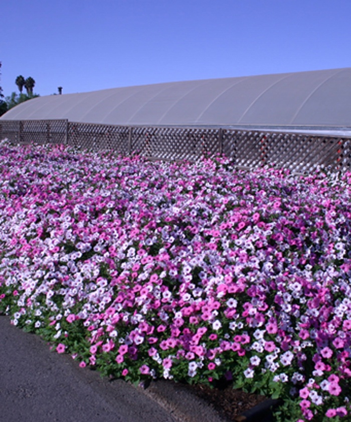 Petunia - Petunia hybrid 'Supertunia ® Vista Silverberry'