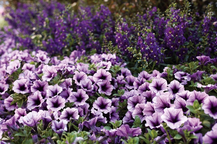 Supertunia Bordeaux - Petunia 'Supertunia Bordeaux'