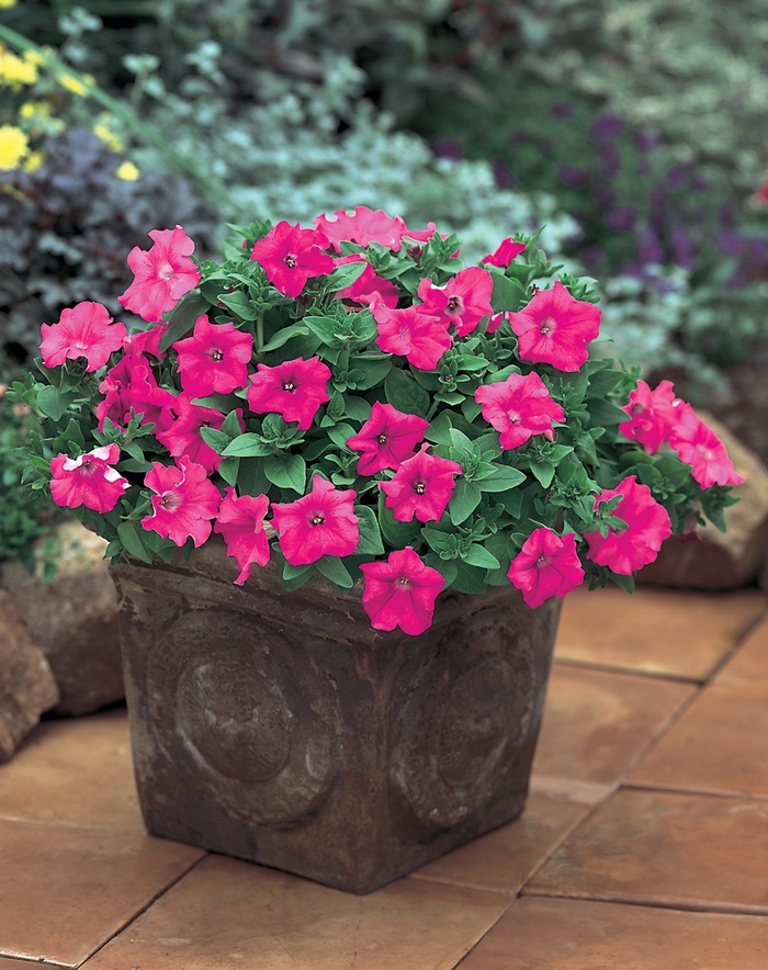 Supertunia® Giant Pink - Petunia hybrid