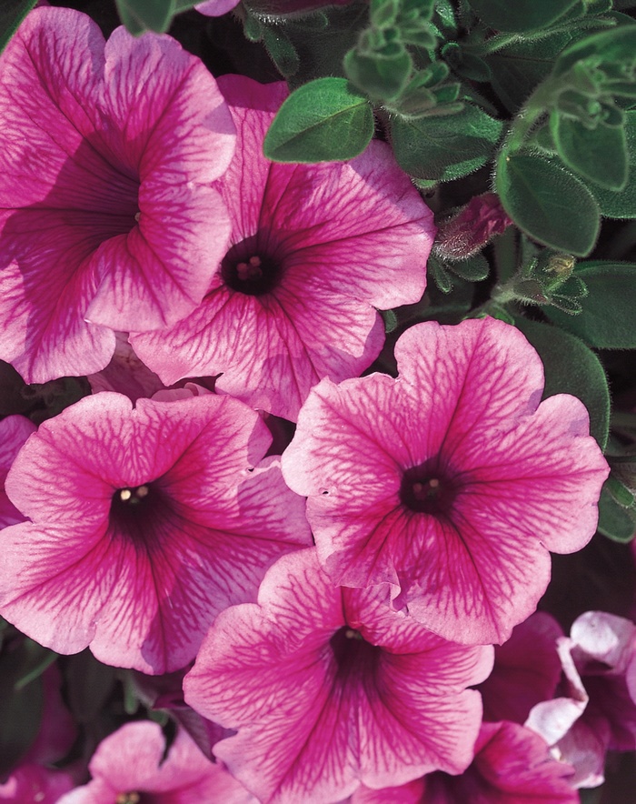 Supertunia® Trailing Strawberry Pink Veined - Petunia hybrid Supertunia® Trailing Strawberry Pink Veined - Petunia hybrid