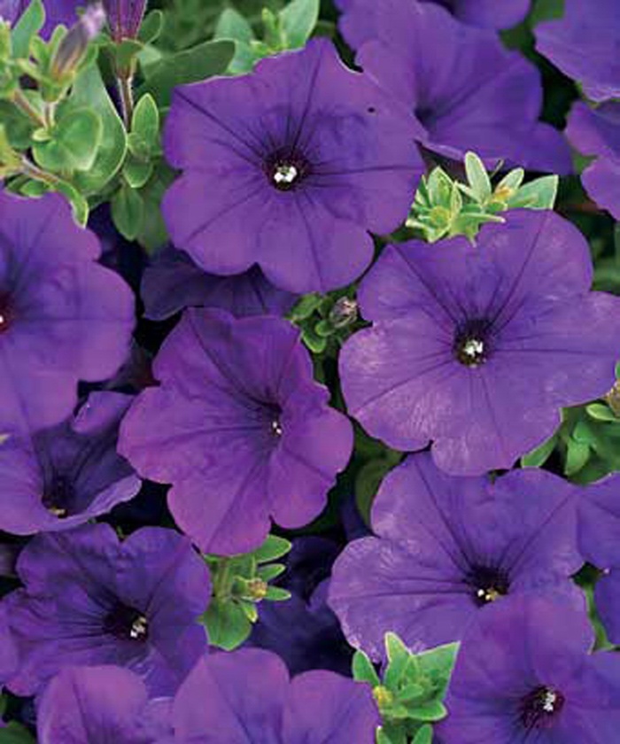 Supertunia® Royal Velvet™ - Petunia hybrid