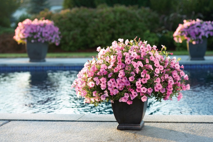 Supertunia® Vista Bubblegum - Petunia hybrid