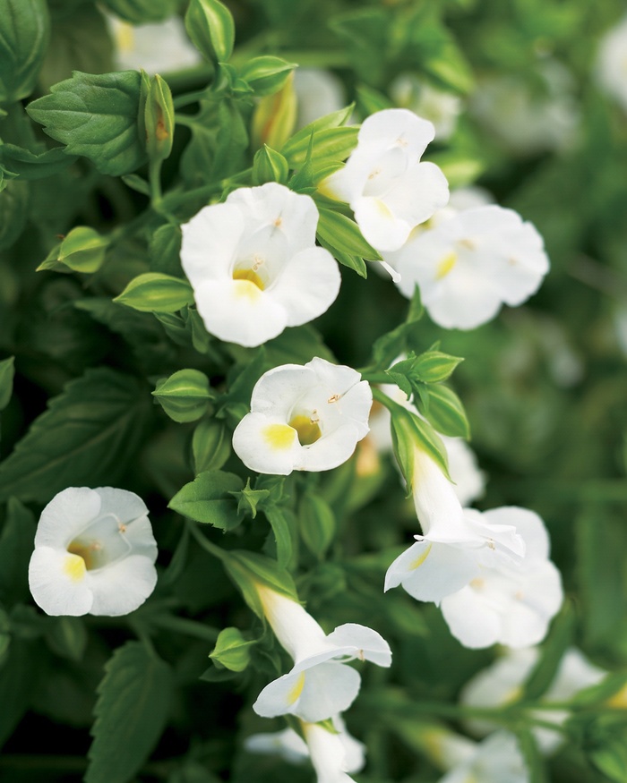 Catalina® White Linen - Torenia 'Wishbone Flower'