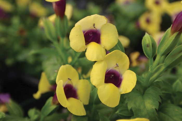 Wishbone Flower - Torenia 'Catalina® Gilded Grape' Wishbone Flower - Torenia 'Catalina® Gilded Grape'