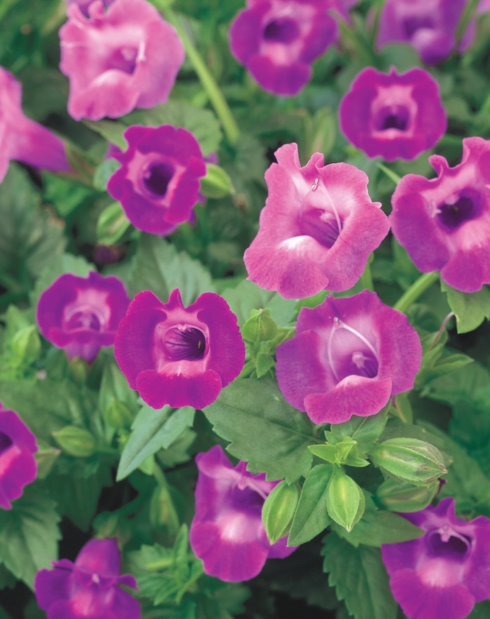 Summer Wave® Amethyst - Hanging Basket Summer Wave® Amethyst - Hanging Basket