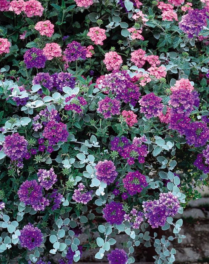 Verbena - Verbena hybrid 'Denim Blue' Verbena - Verbena hybrid 'Denim Blue'