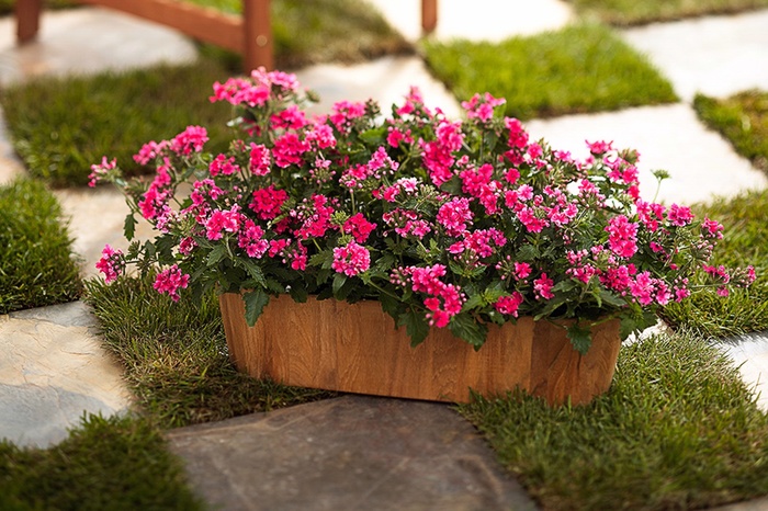 Superbena® Coral Red - Verbena hybrid Superbena® Coral Red - Verbena hybrid