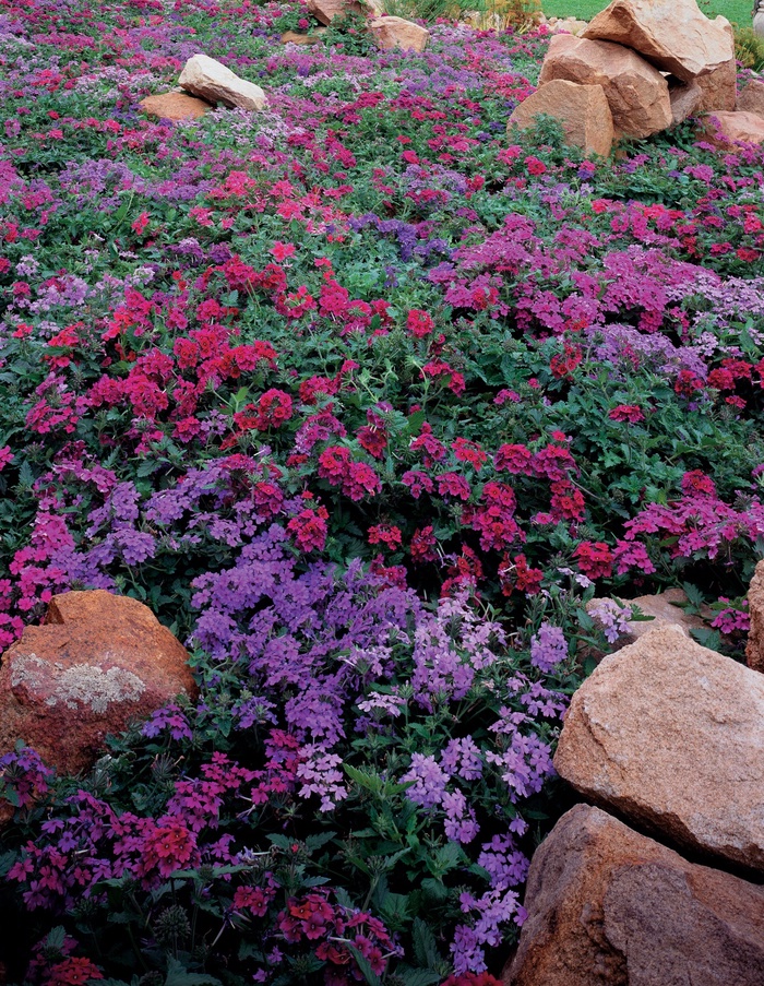 Verbena - Verbena hybrid 'Superbena Dark Blue' Verbena - Verbena hybrid 'Superbena Dark Blue'