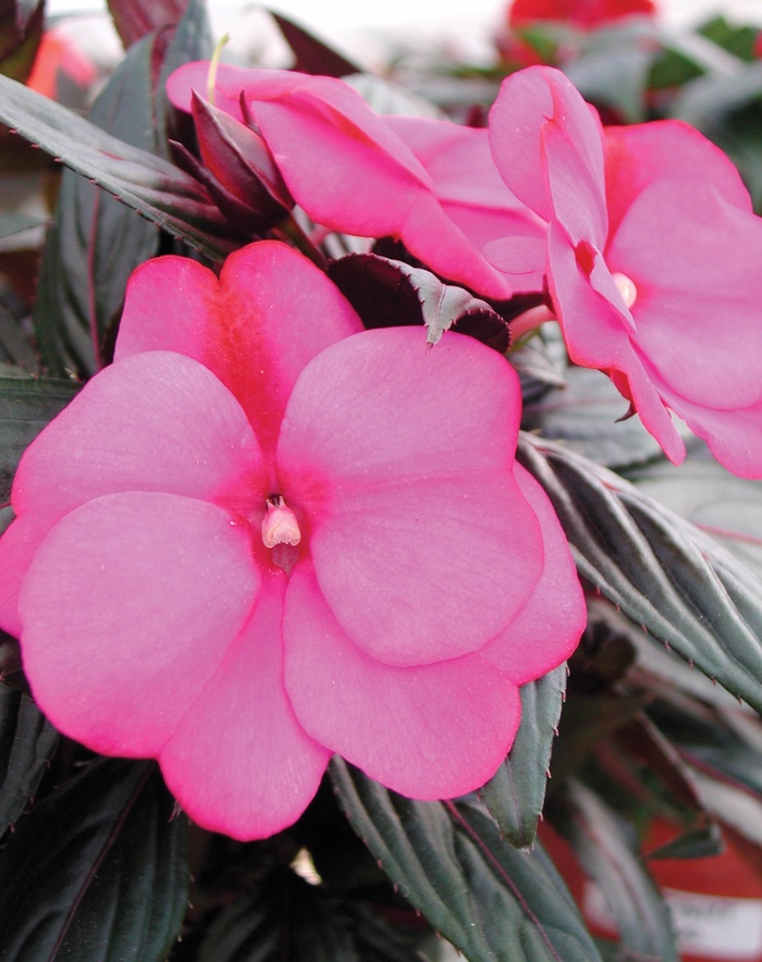 Infinity® Blushing Lilac - New Guinea Impatien Infinity® Blushing Lilac - New Guinea Impatien