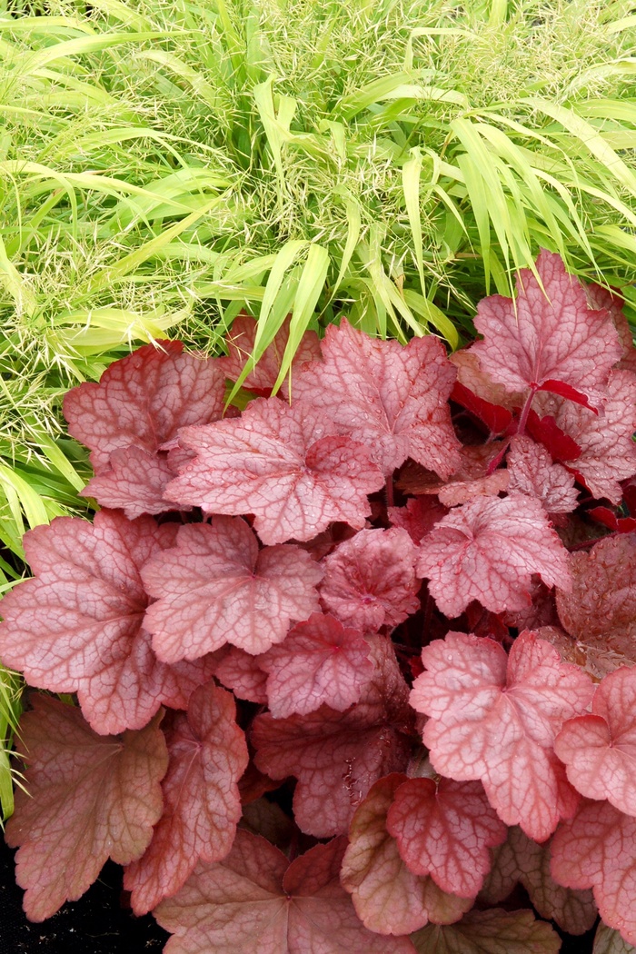 Coral Bells - Heuchera 'Georgia Peach'