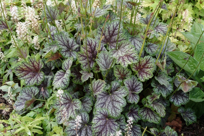 Coral Bells - Heuchera americana 'Green Spice' Coral Bells - Heuchera americana 'Green Spice'