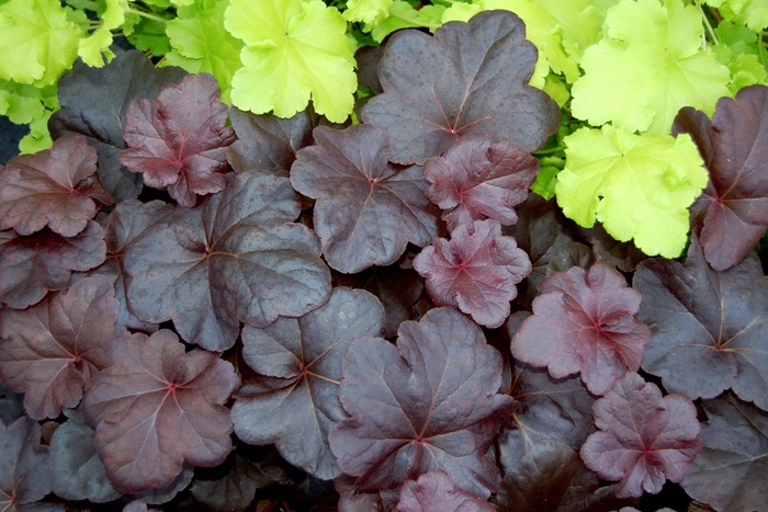 Coral Bells - Heuchera 'Obsidian'