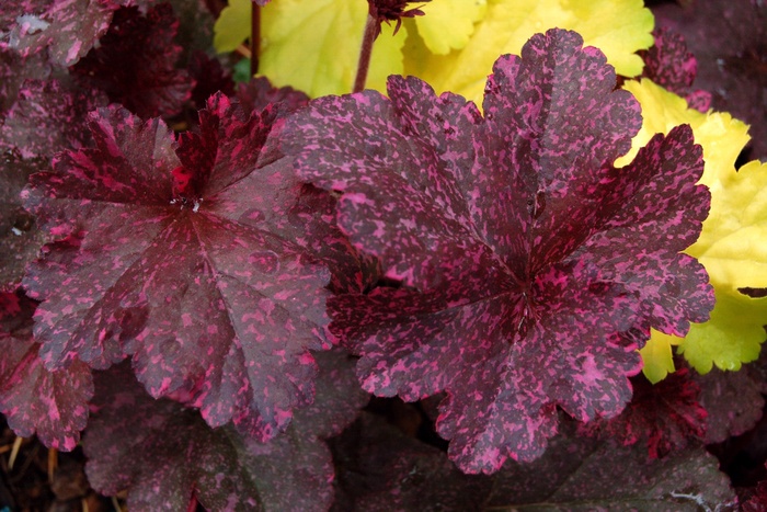 Coral Bells - Heuchera 'Midnight Rose' Coral Bells - Heuchera 'Midnight Rose'