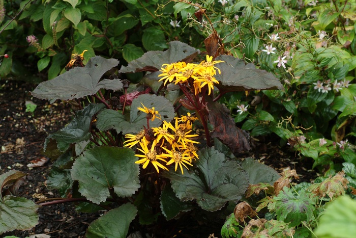 Ragwort - Ligularia dentata 'Britt Marie Crawford' Ragwort - Ligularia dentata 'Britt Marie Crawford'