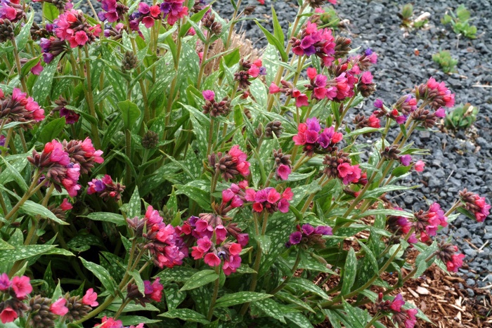 Lungwort - Pulmonaria 'Raspberry Splash' Lungwort - Pulmonaria 'Raspberry Splash'