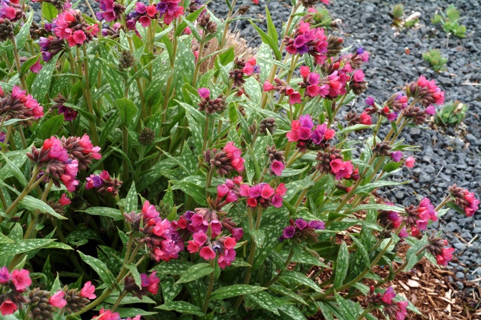 Lungwort - Pulmonaria 'Raspberry Splash'