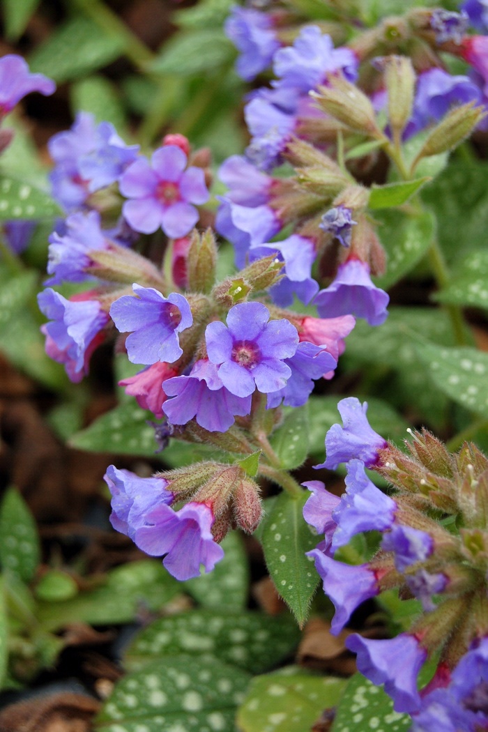 Lungwort - Pulmonaria 'Trevi Fountain'