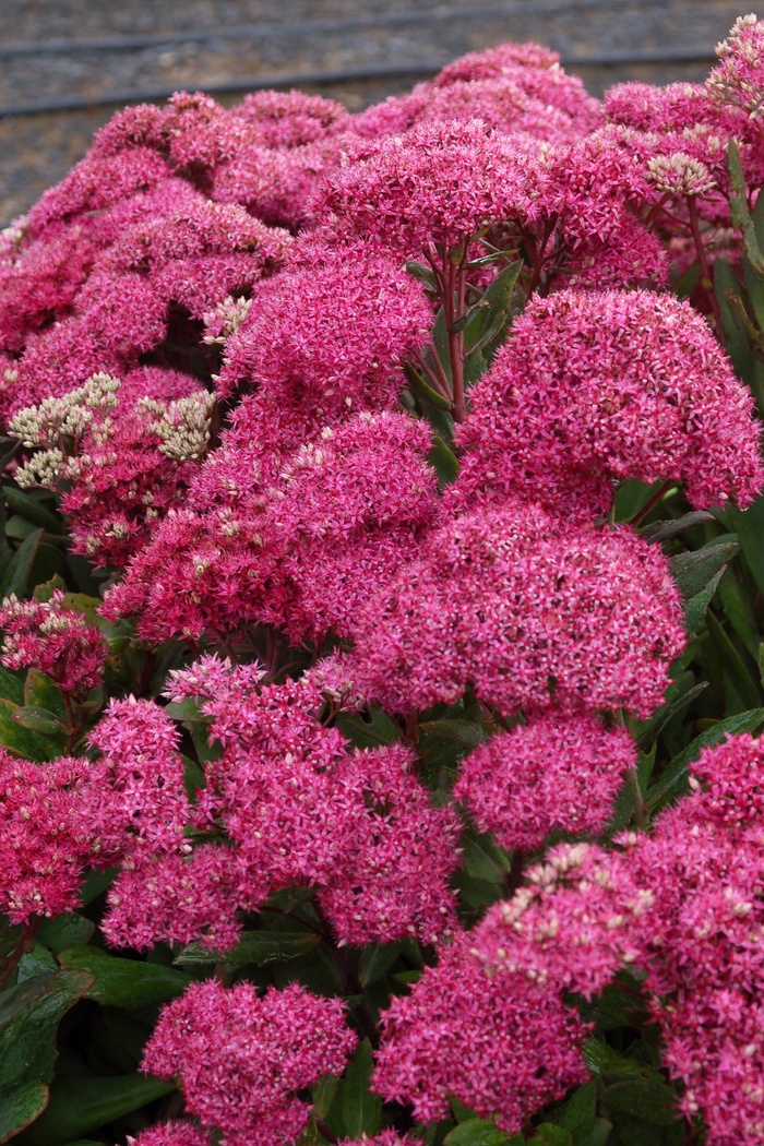 Stonecrop - Sedum 'Mr Goodbud'