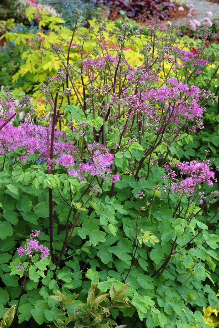 Meadow Rue - Thalictrum aquilegiifolium 'Black Stockings'