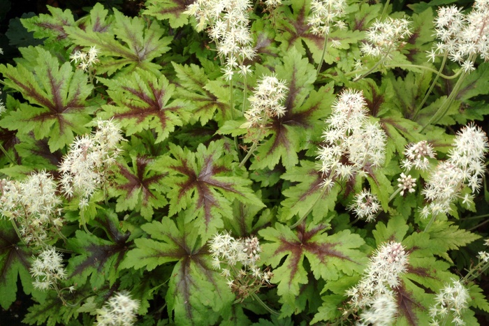 Foamflower - Tiarella 'Sugar and Spice' Foamflower - Tiarella 'Sugar and Spice'