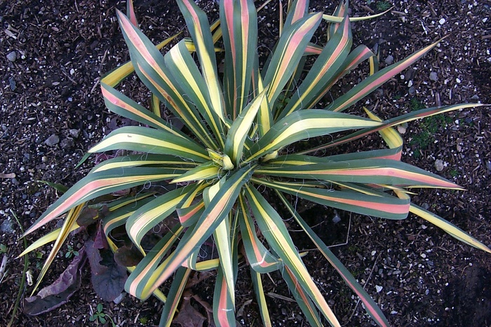 Adam's Needle - Yucca filamentosa 'Color Guard' Adam's Needle - Yucca filamentosa 'Color Guard'