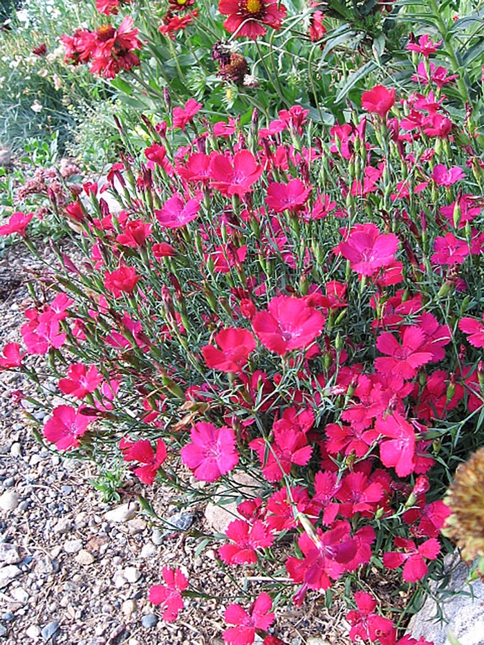 Border Carnation - Dianthus deltoides 'Zing Rose' 