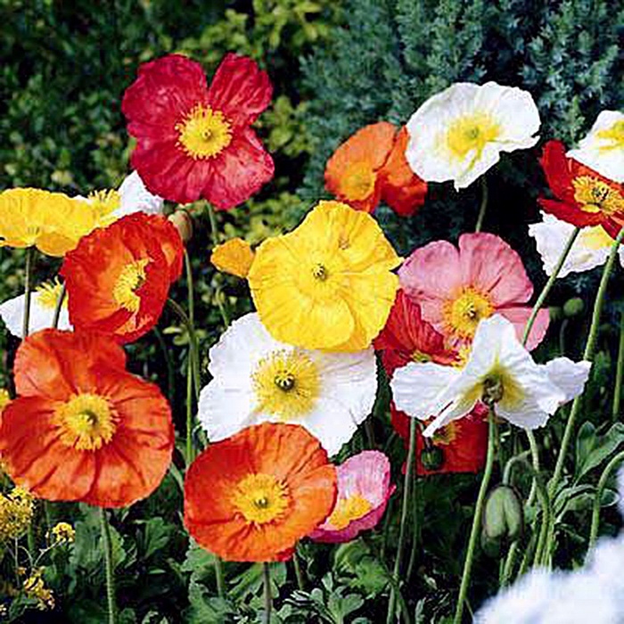 Oriental Poppy - Papaver 'Iceland Wonderland Mix' Oriental Poppy - Papaver 'Iceland Wonderland Mix'