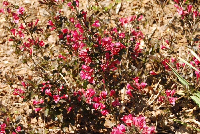 Weigela florida 'Tango' - Weigela florida 'Tango' Weigela florida 'Tango' - Weigela florida 'Tango'