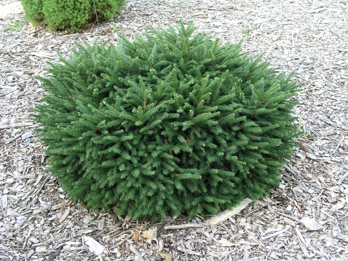 Dwarf Spruce - Picea abies 'Pumila'