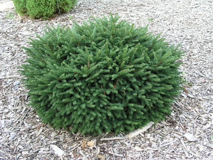 Dwarf Spruce - Picea abies 'Pumila' Dwarf Spruce - Picea abies 'Pumila'