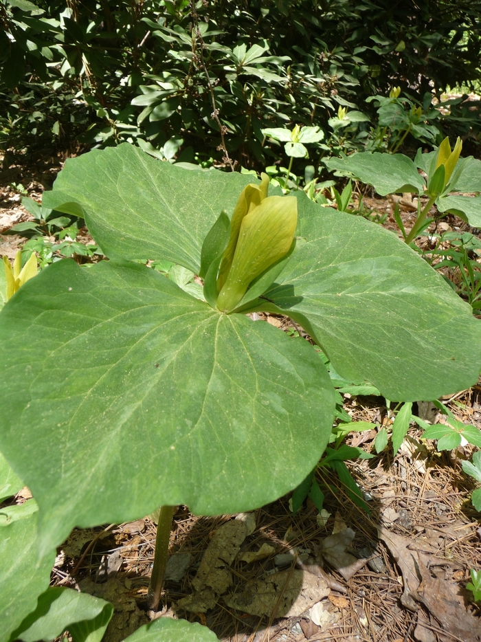 Trillium, Yellow - Trillium luteum Trillium, Yellow - Trillium luteum