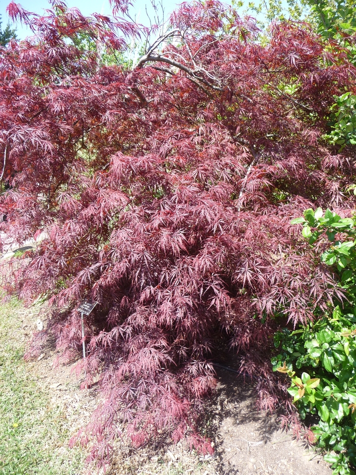 Tamukeyama Japanese Maple - Acer palmatum var. dissectum 'Tamukeyama' (Japanese Maple)