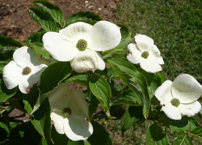 Chinese Dogwood or Kousa Dogwood - Cornus kousa (Chinese Dogwood or Kousa Dogwood)