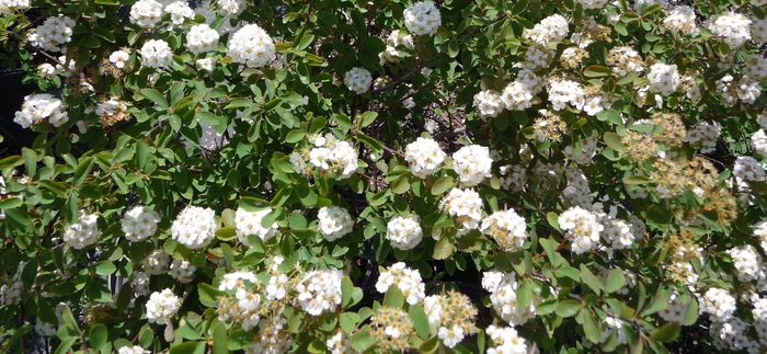 Bridal Wreath Spirea - Spiraea prunifolia Bridal Wreath Spirea - Spiraea prunifolia