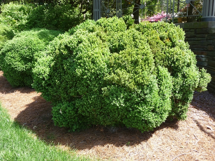 Green Velvet Boxwood - Buxus 'Green Velvet' Green Velvet Boxwood - Buxus 'Green Velvet'