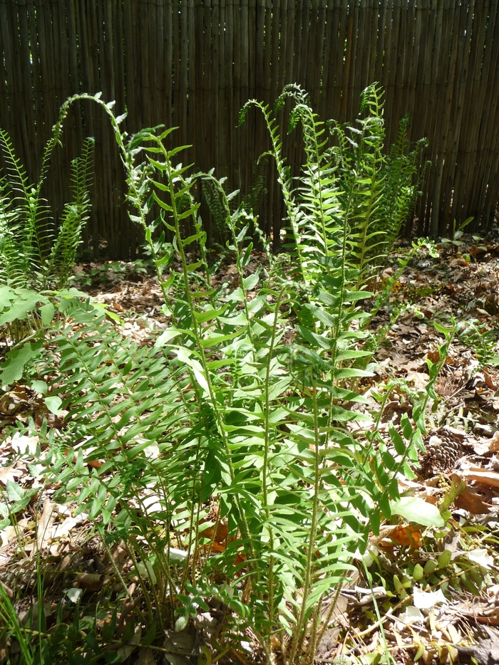 Christmas Fern - Polystichum acrostichoides Christmas Fern - Polystichum acrostichoides