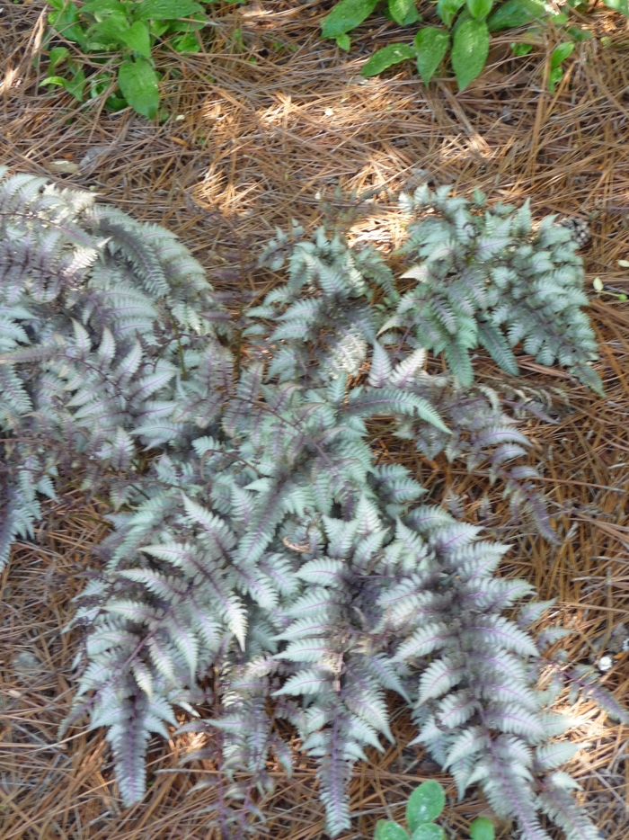 Japanese Painted Fern - Athyrium niponicum 'Pictum' Japanese Painted Fern - Athyrium niponicum 'Pictum'