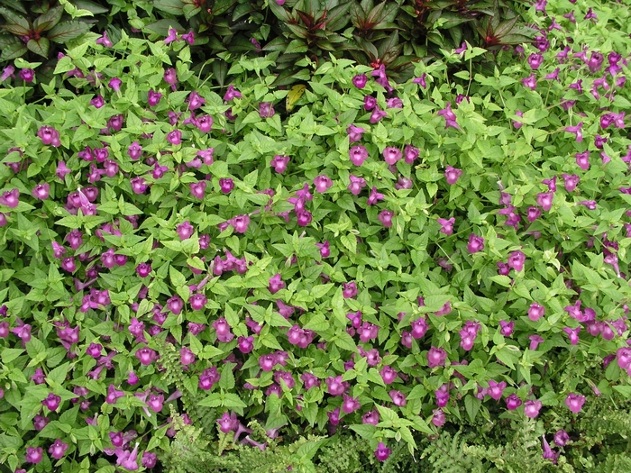 Wishbone Flower - Torenia 'Summer Wave Large Violet'