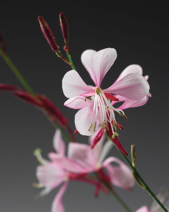 Butterfly Flower - Gaura lindheimeri 'Stratosphere™ Pink Picotee' Butterfly Flower - Gaura lindheimeri 'Stratosphere™ Pink Picotee'
