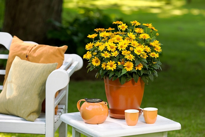 Perennial Sunflower - Heliopsis helianthoides 'Tuscan Sun'