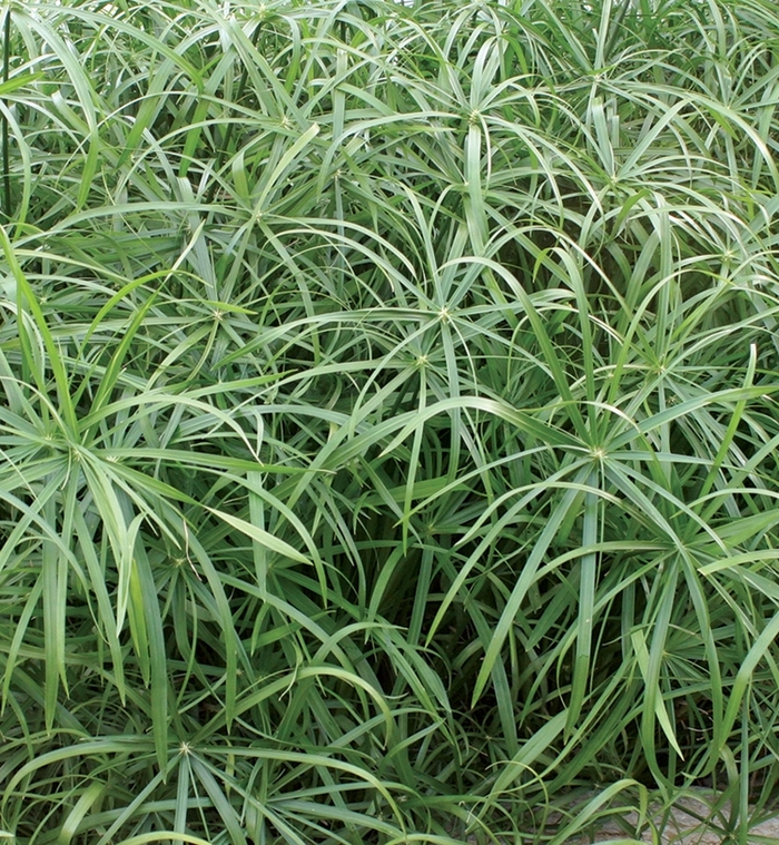Graceful Grasses® ''Baby Tut®'' - Cyperus involucratus (Umbrella Grass) Graceful Grasses® ''Baby Tut®'' - Cyperus involucratus (Umbrella Grass)